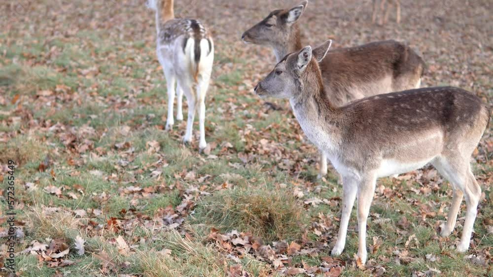 red deer grazing on the meadow in green park. red deer grazing on the meadow in green park.