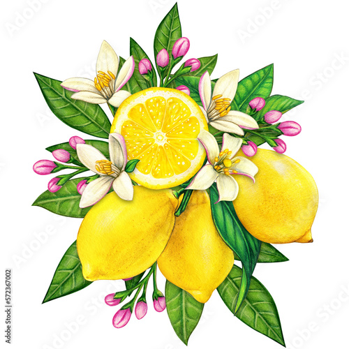 Wallpaper Mural watercolor elegant lemon compositions Torontodigital.ca