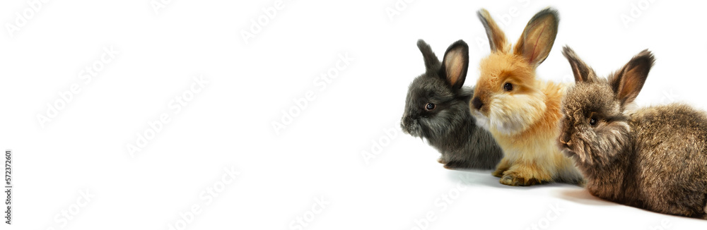 Three little rabbits - red, black and brown on a white background.