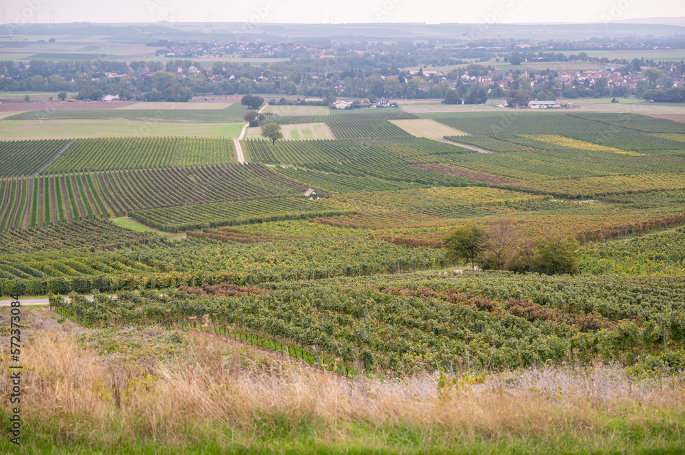 View of a vineyard with lots of vine plants landscape during harvest season in september, mainz zornheim, germany