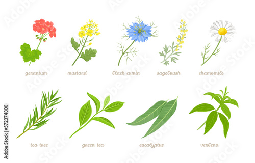 Set of cartoon medicinal herbs, plants and flowers. Vector cartoon flat illustration of geranium, mustard, black cumin, sagebrush, chamomile, eucalyptus, green tea branch, tea tree and verbena