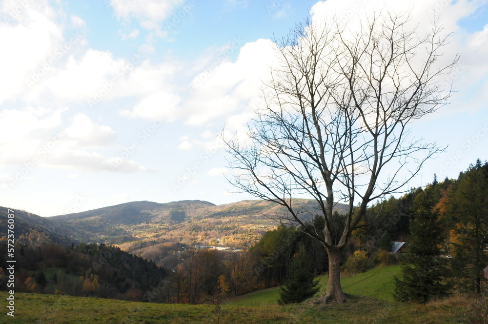 Drzewo bez liści w górach na tle doliny