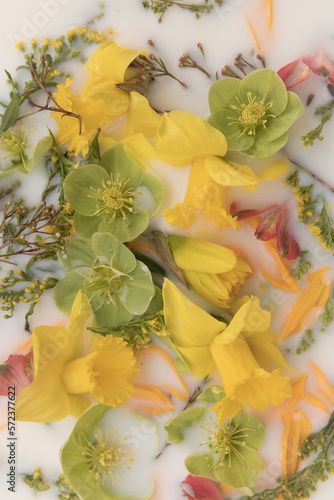 fine art still life of closeup of yellow and green flowers and petals floating in milk water
