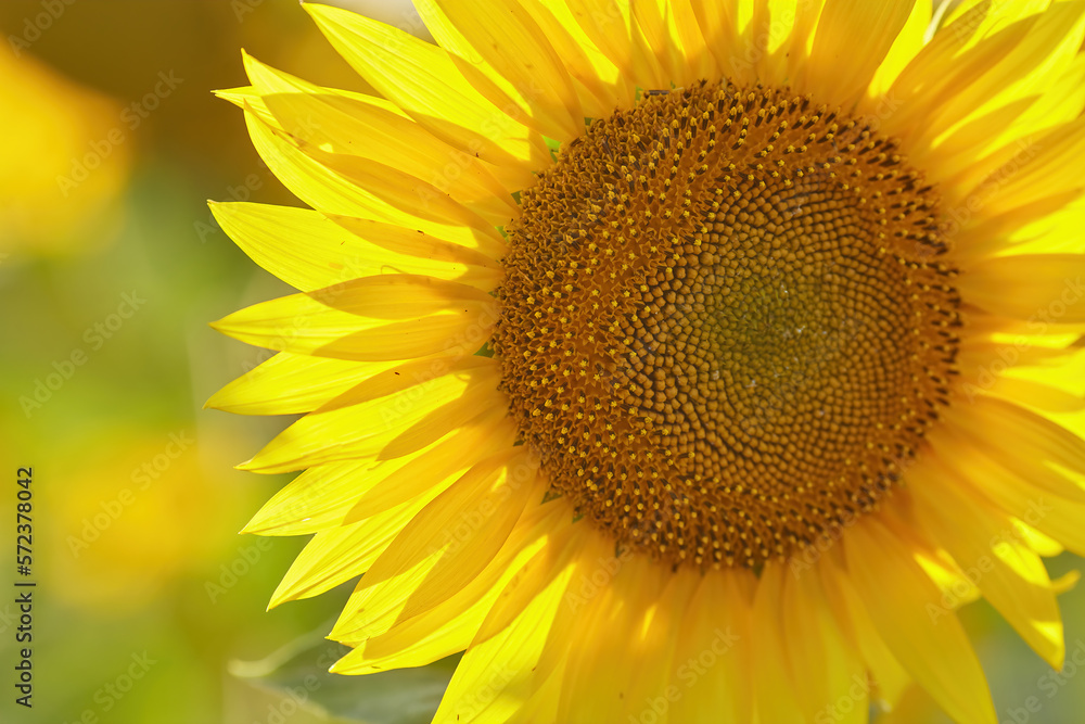Beautiful sunflower on a sunny day with a natural background. Selective focus. Beautiful sunflower on a sunny day with a natural background. Selective focus.