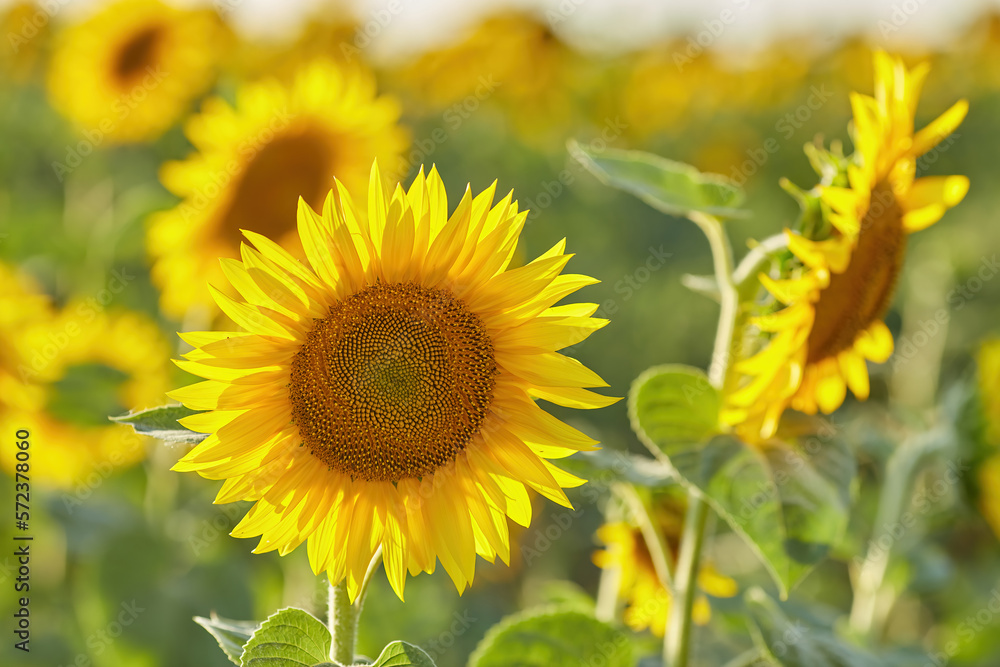 Obraz premium Sunflowers on a market and a little bumblebee. Selective focus