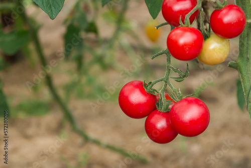 ripe and unripe red cherry tomatoes on the branch in organic greenhouse. Eco-friendly natural products, rich vegetable harvest. Copy space for your text. Shallow depth of field