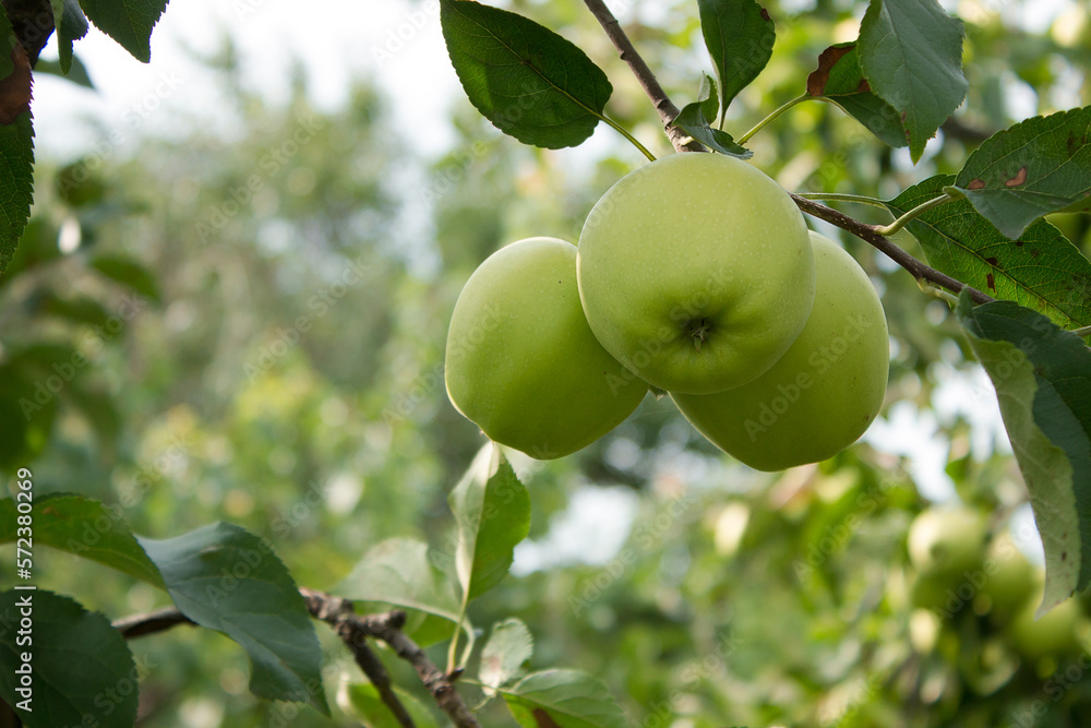 Golden Delicious Apple. Fresh juicy apple on a tree in a garden on a blurred background. Eco-friendly products, rich fruit harvest. Empty space for your text. Shallow depth of field. Close up