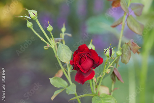 Red roses bloom in the summer