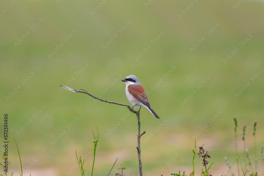 bird looking around in woodland, Red-backed Shrike, Lanius collurio bird looking around in woodland, Red-backed Shrike, Lanius collurio
