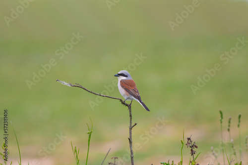 bird looking around in woodland, Red-backed Shrike, Lanius collurio