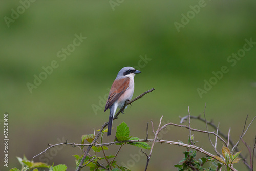 bird looking around in woodland, Red-backed Shrike, Lanius collurio