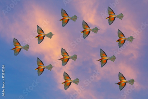 birds on the air, European Bee-eater, Merops apiaster photo