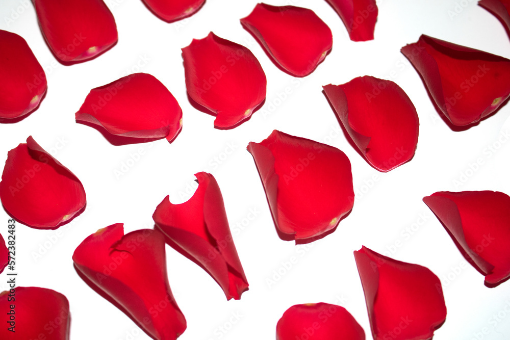Beautiful Red Rose Flower Petals on A White Background Beautiful Red Rose Flower Petals on A White Background