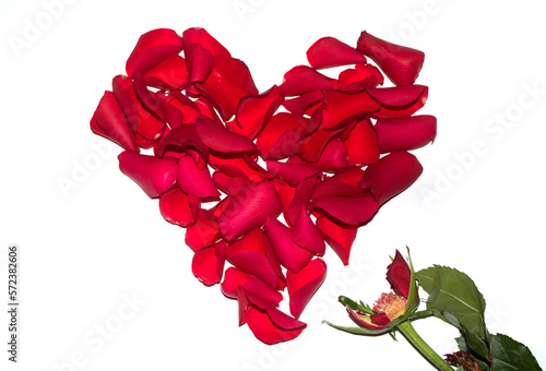 Beautiful Red Rose Heart Shape Flower Petals on A White Background