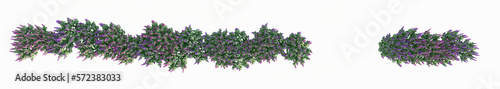 3d woodland sage flowers isolated on white background  with 2D plan single plant 