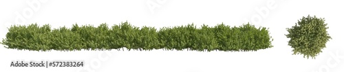 3d green bushes isolated on white background  with 2D plan single plant 
