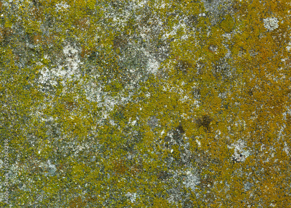 Lichen and moss texture on wall. Macro, top view closeup, background. Natural material on stone, concrete. Lichen and moss texture on wall. Macro, top view closeup, background. Natural material on stone, concrete.