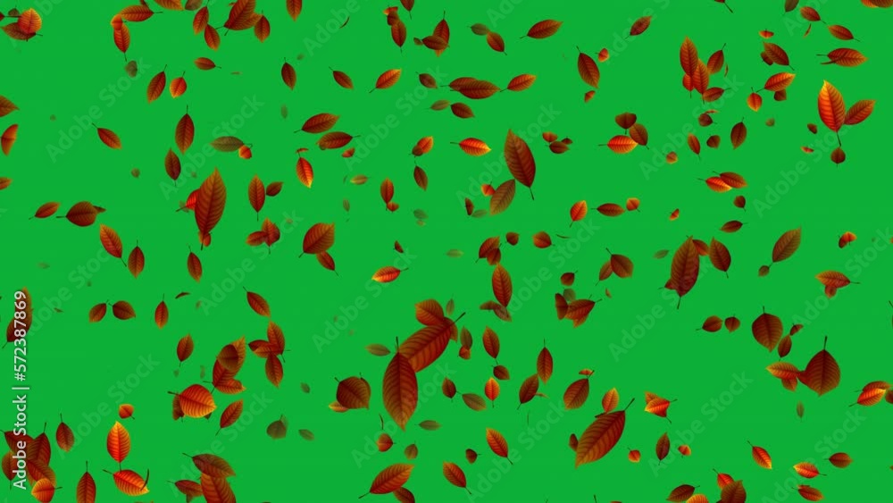 Beautiful autumn leaves falling animation in 4K Ultra HD, Loop animation with green screen background Beautiful autumn leaves falling animation in 4K Ultra HD, Loop animation with green screen background