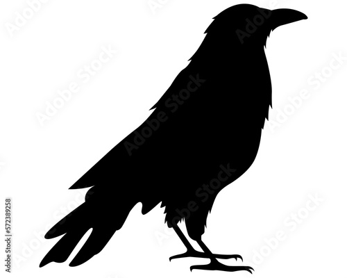 black crow silhouette. city bird. flat vector illustration. photo