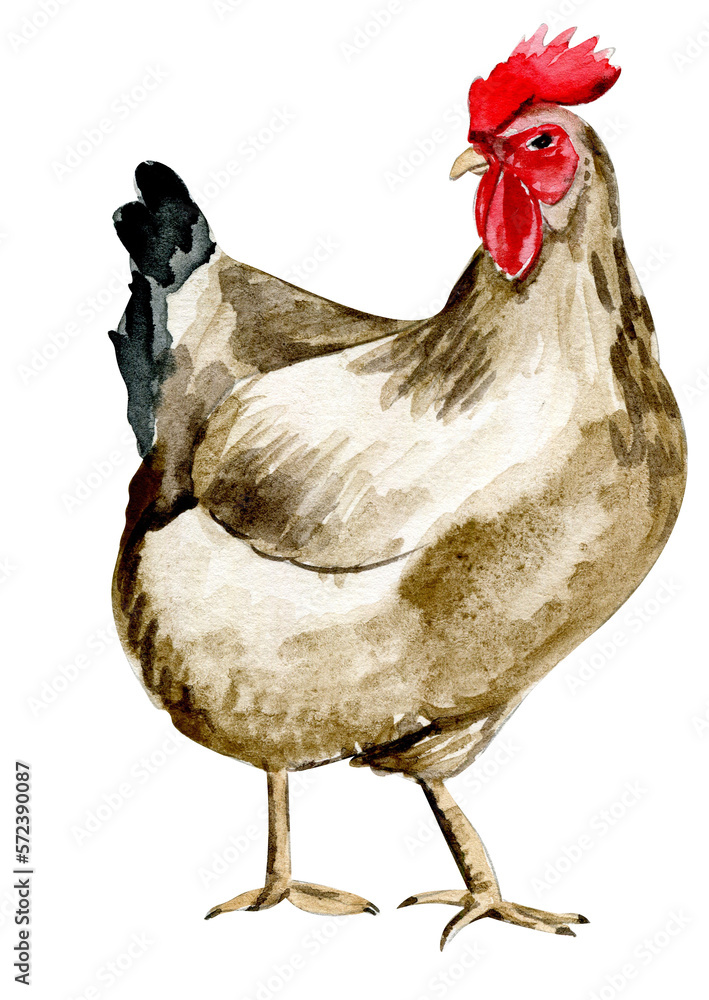 Watercolor hand drawn brown chicken . Watercolor illustration of hen ...