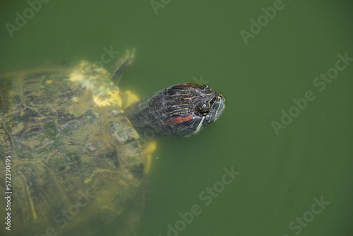 red eared turtle swimming in a green lake