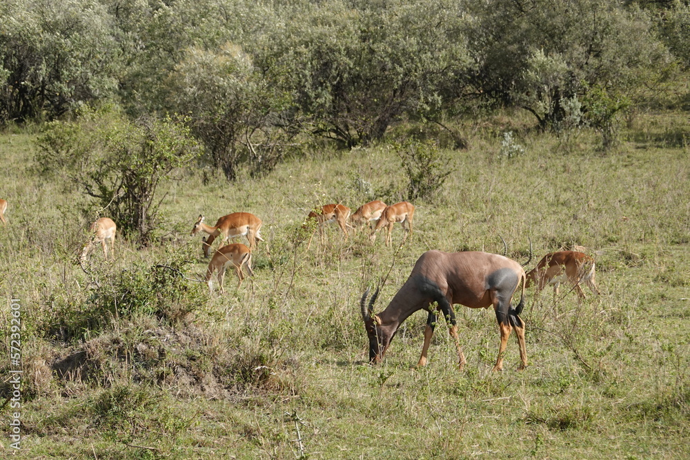 Fototapeta premium Kenya - Savannah - Impala and Topi