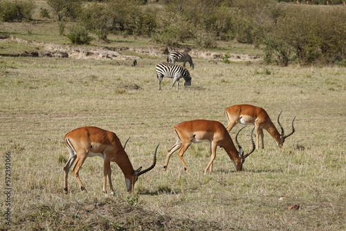 Kenya - Savannah - Zebra and Impala