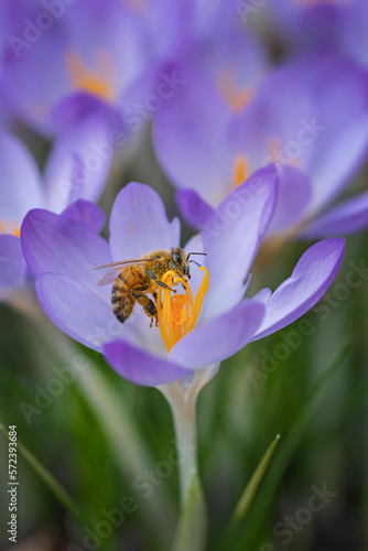 Honeybee collects pollen on crocus bloom
