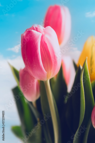 Beautiful bunch of different colors tulips on blue sky background, spring holiday concept, copy space