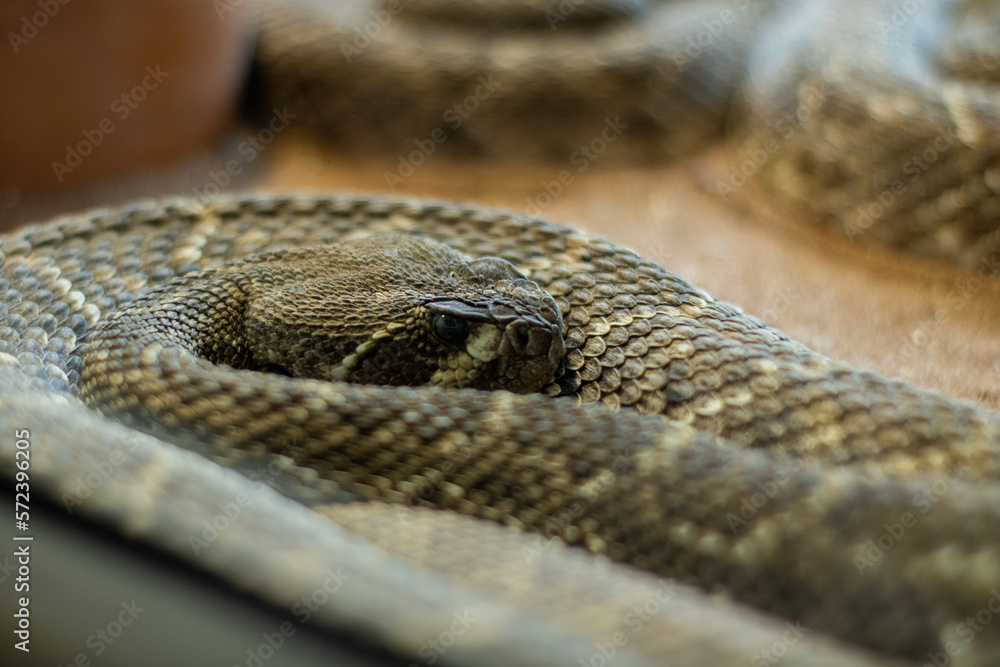 Obraz premium serpiente cascabel