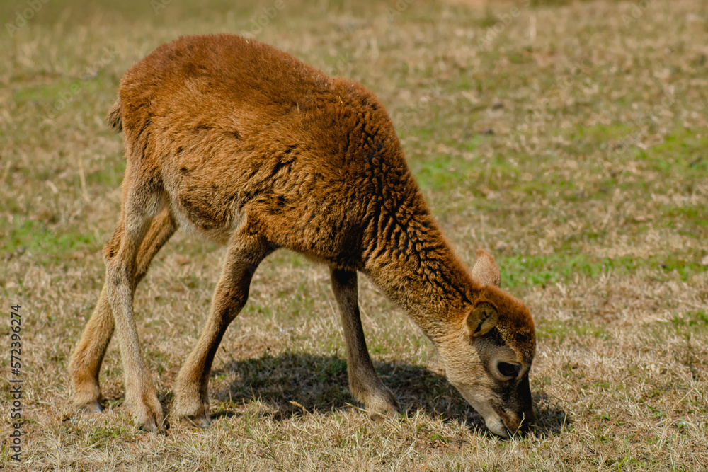 Fototapeta premium sheep eating 