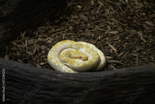 serpiente enrollada