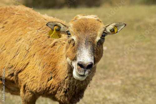 sheep face