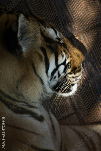 tiger face