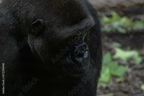 Rostro de gorila 