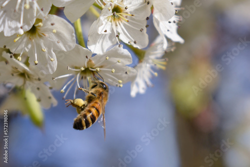 Bee on white tree flowers © Dillon Torres