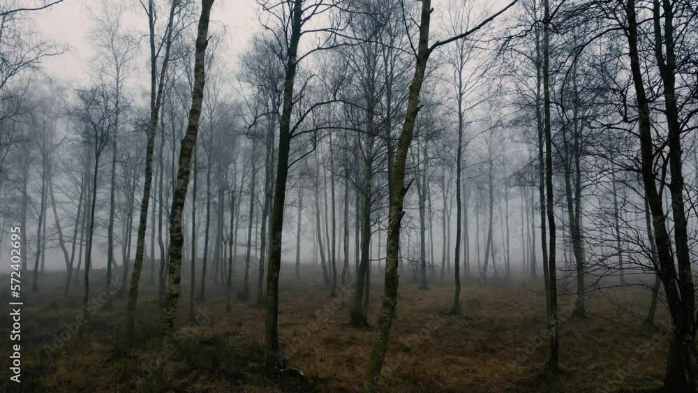 movement through old birch forest on the foggy day movement through old birch forest on the foggy day