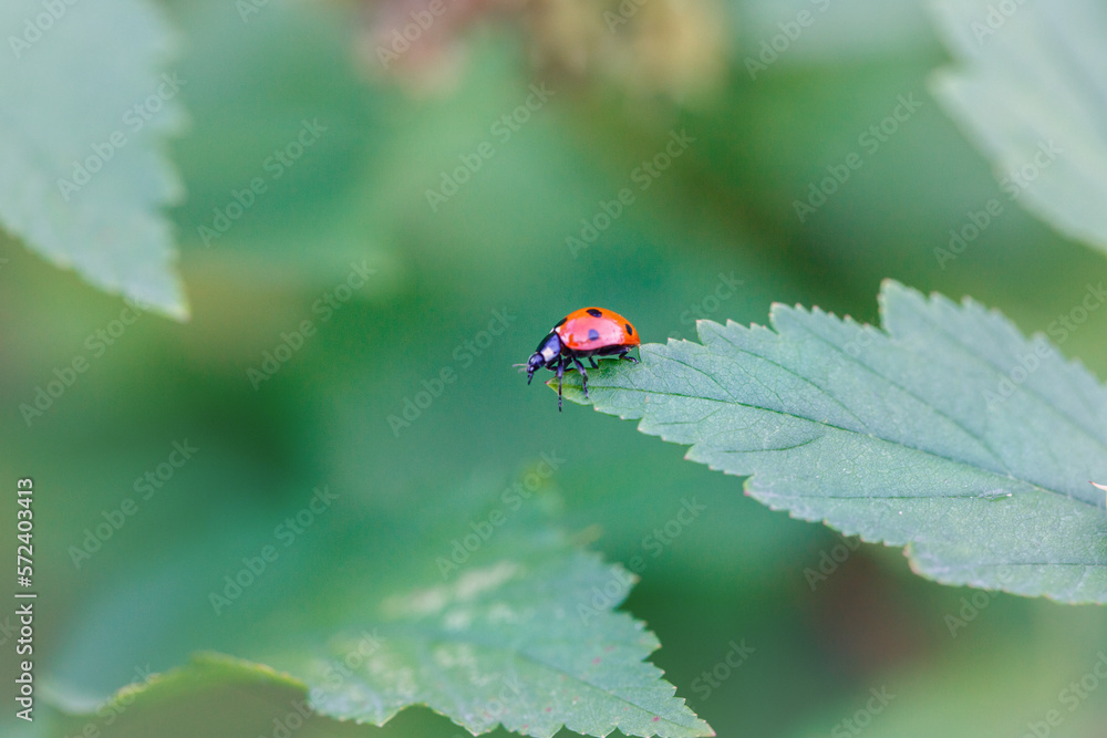 Fototapeta premium Ladybug red with black dots on a background of green leaves
