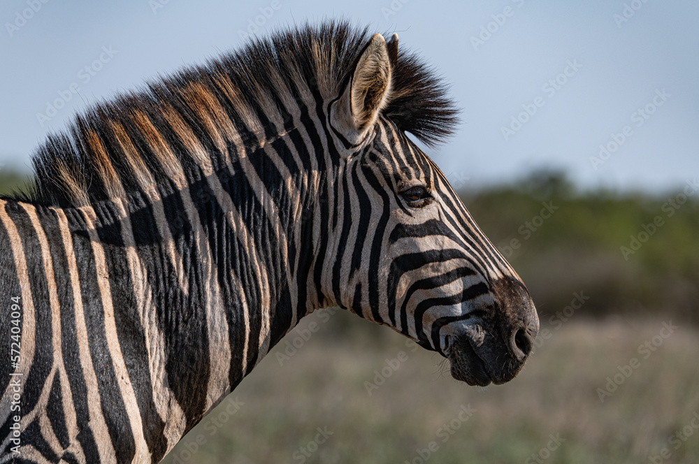 Zebra in the savannah (Kruger National Park, South Africa) Zebra in the savannah (Kruger National Park, South Africa)