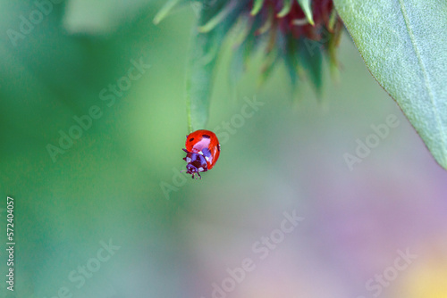 Ladybug red with black dots on a background of green leaves