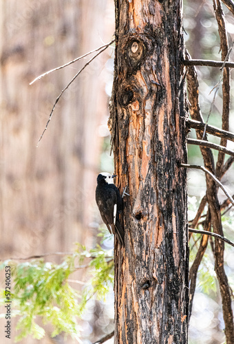 Female white-headed woodpecker (Leuconotopicus albolarvatus) photo