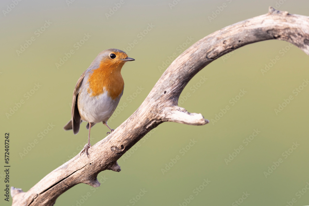 Colorful bird: the European Robin (Erithacus rubecula). Colorful bird: the European Robin (Erithacus rubecula).