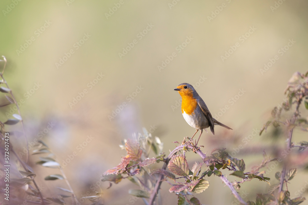 Colorful bird: the European Robin (Erithacus rubecula). Colorful bird: the European Robin (Erithacus rubecula).