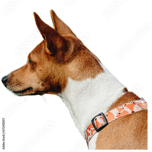 Young basenji dog competing in running in the field on lure coursing competition