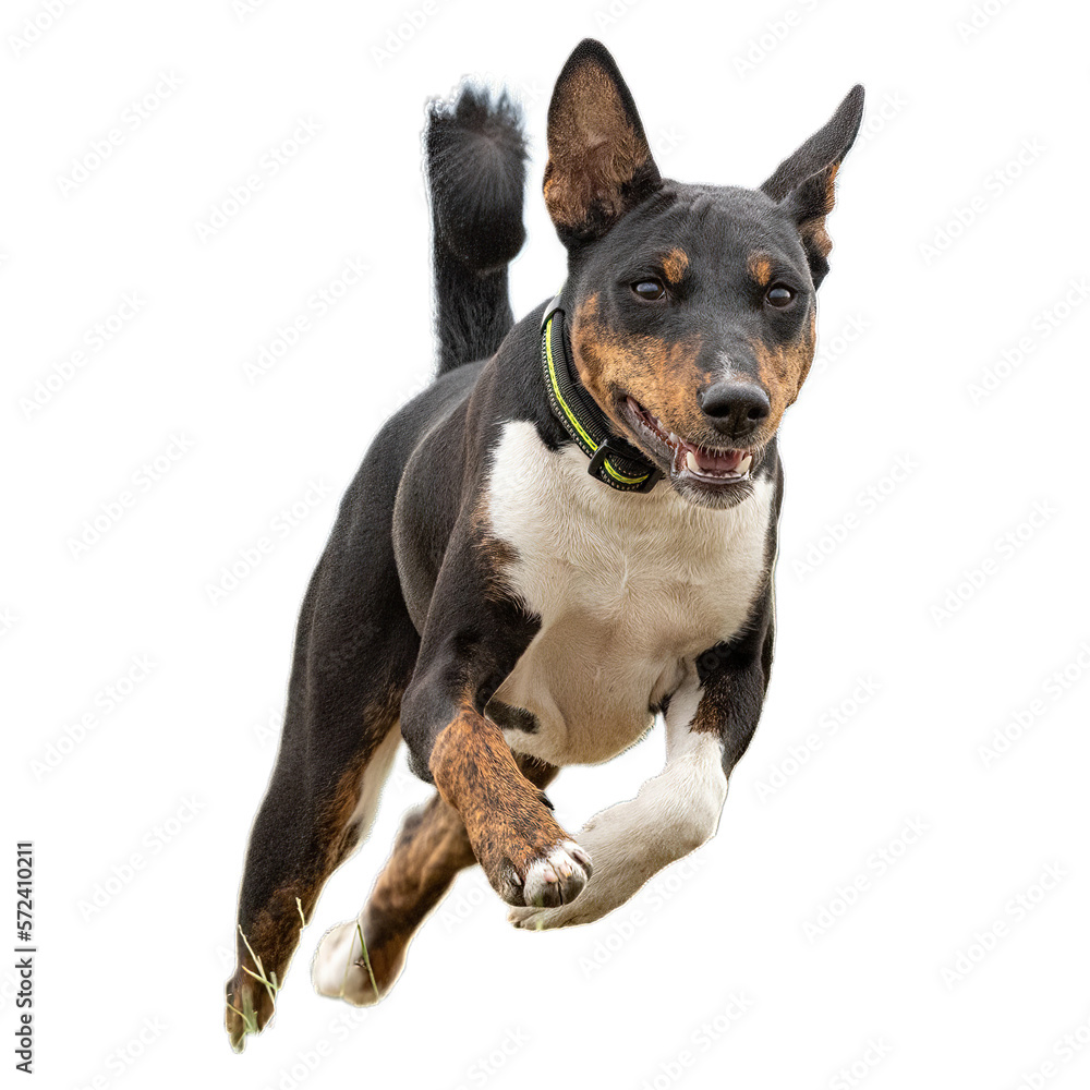 Young basenji dog competing in running in the field on lure coursing competition Young basenji dog competing in running in the field on lure coursing competition