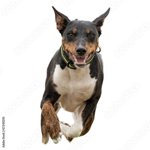 Young basenji dog competing in running in the field on lure coursing competition