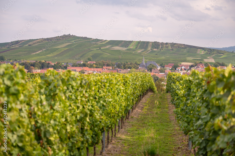 Vineyard with vine plants during harvest season in front of a small village in rheinland pfalz, germany during cloudy day