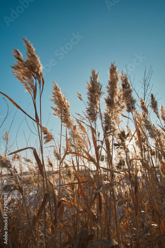 Stalks dry reeds against blue, clear sky.