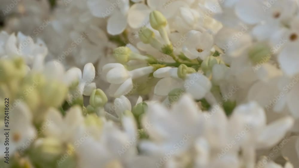 Blooming white lilac, flowers closeup shot, natural movement, abstract floral background, 4K, 60fps Blooming white lilac, flowers closeup shot, natural movement, abstract floral background, 4K, 60fps