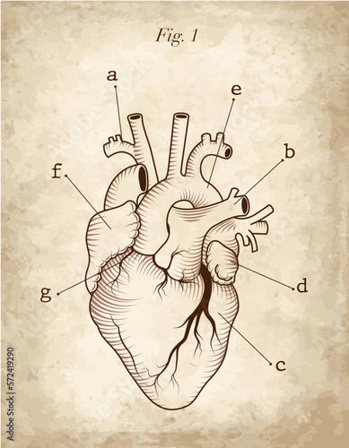 anatomical chart of human heart, anterior view, engraving modern style